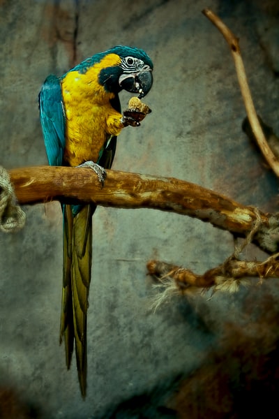 黄色和蓝色的金刚鹦鹉栖息在树枝上